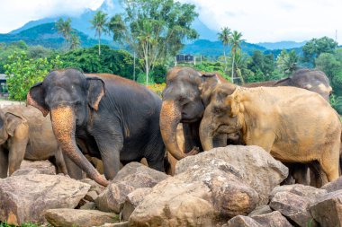 Pinnawala 'daki Sri Lanka adasında fil yuvası..
