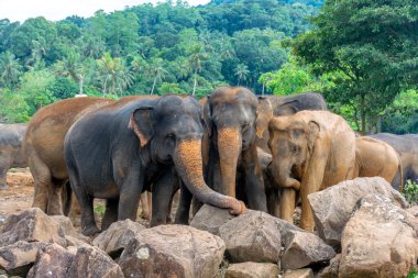 Pinnawala 'daki Sri Lanka adasında fil yuvası..