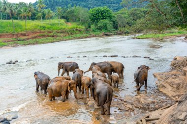 Pinnawala 'daki Sri Lanka adasında fil yuvası..