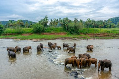 Pinnawala 'daki Sri Lanka adasında fil yuvası..