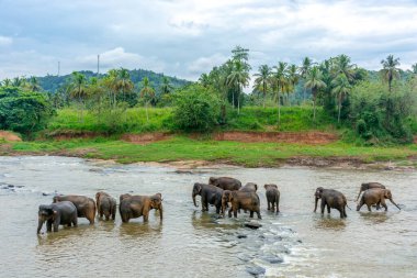 Pinnawala 'daki Sri Lanka adasında fil yuvası..