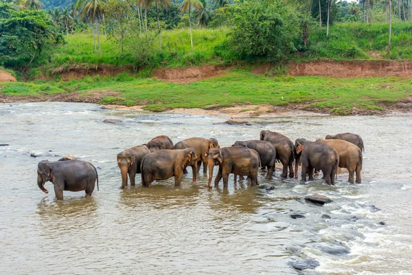 Pinnawala 'daki Sri Lanka adasında fil yuvası..