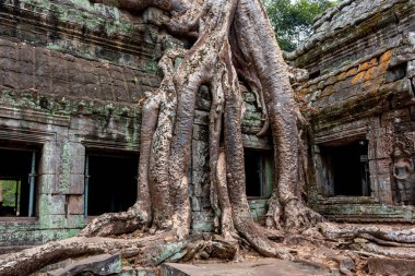 Kamboçya 'daki Ta Prohm tapınağının eski kalıntıları..