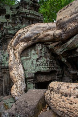 Kamboçya 'daki Ta Prohm tapınağının eski kalıntıları..