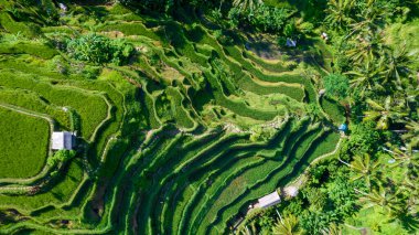 Beautiful rice terraces on the island of Bali in Indonesia. Top view, aerial photography. clipart
