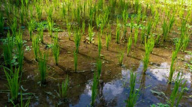 Endonezya 'nın Bali adasında güzel pirinç terasları.