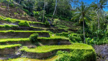 Endonezya 'nın Bali adasında güzel pirinç terasları.