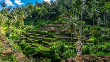 Endonezya 'nın Bali adasında güzel pirinç terasları.
