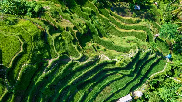 Endonezya 'nın Bali adasında güzel pirinç terasları. Üst görünüm, hava fotoğrafçılığı.