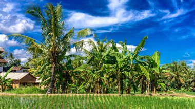 Endonezya 'nın Bali adasında, Ubud' un dışında güzel pirinç tarlaları, kırsal alan.