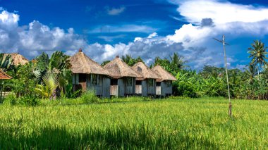 Endonezya 'nın Bali adasında, Ubud' un dışında güzel pirinç tarlaları, kırsal alan.