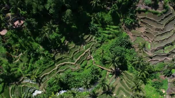 Belos Terraços Arroz Ilha Bali Indonésia Visão Superior Filmagem Vídeo — Vídeo de Stock