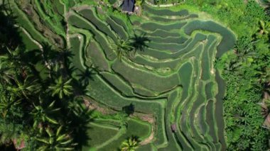 Endonezya 'nın Bali adasında güzel pirinç terasları. Üst görünüm, hava video çekimi.