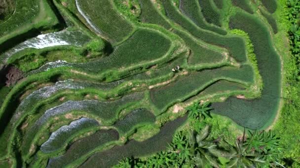 Beautiful Rice Terraces Island Bali Indonesia Top View Aerial Video — Stock Video