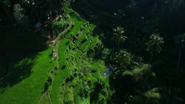 ระเบ ยงข าวท สวยงามบนเกาะบาหล ในอ นโดน อปว ายว โอทางอากาศ — วีดีโอสต็อก