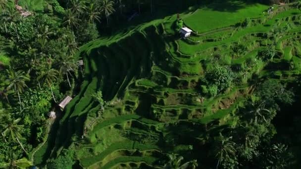 Prachtige Rijstterrassen Bali Indonesië Bovenaanzicht Luchtvideo Filmen — Stockvideo