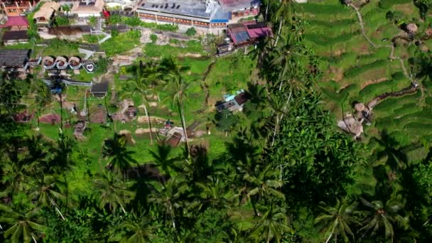 Όμορφες Βεράντες Ρυζιού Στο Νησί Του Μπαλί Στην Ινδονησία Πάνω — Αρχείο Βίντεο