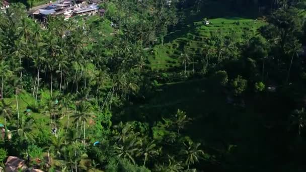 Beautiful Rice Terraces Island Bali Indonesia Top View Aerial Video — Stock Video