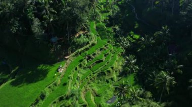 Endonezya 'nın Bali adasında güzel pirinç terasları. Üst görünüm, hava video çekimi.
