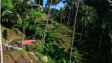 Endonezya 'nın Bali adasında güzel pirinç terasları. Üst görünüm, hava video çekimi.