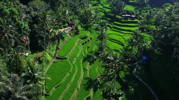 Hermosas Terrazas Arroz Isla Bali Indonesia Vista Superior Filmación Vídeo — Vídeos de Stock