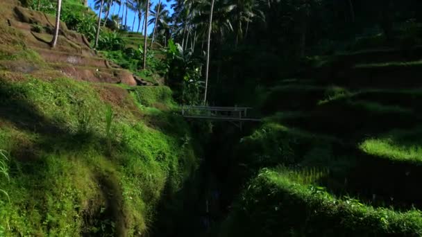 Vackra Risterasser Bali Indonesien Ovanifrån Antenn Videoinspelning — Stockvideo