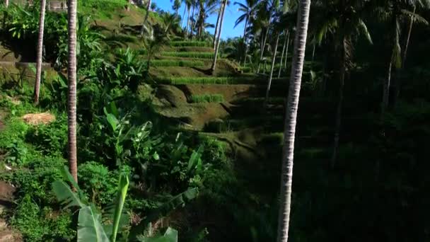 Prachtige Rijstterrassen Bali Indonesië Bovenaanzicht Luchtvideo Filmen — Stockvideo