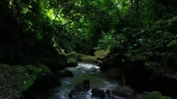 Pequeño Río Las Cercanías Ciudad Ubud Isla Bali Indonesia Video — Vídeo de stock
