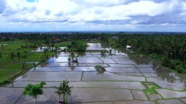 Bali adasındaki Ubud 'daki güzel pirinç tarlaları. Üst görünüm, hava video çekimi.