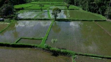 Bali adasındaki Ubud 'daki güzel pirinç tarlaları. Üst görünüm, hava video çekimi.