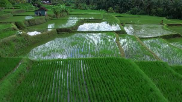 Beautiful Rice Fields Ubud Island Bali Top View Aerial Video — Stock Video
