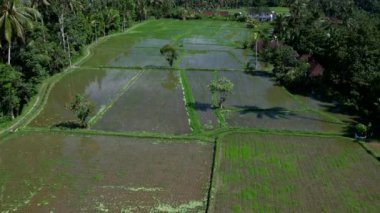 Bali adasındaki Ubud 'daki güzel pirinç tarlaları. Üst görünüm, hava video çekimi.