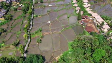 Bali adasındaki Ubud 'daki güzel pirinç tarlaları. Üst görünüm, hava video çekimi.