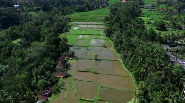 Bali adasındaki Ubud 'daki güzel pirinç tarlaları. Üst görünüm, hava video çekimi.