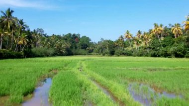 Sri Lanka adasındaki pirinç tarlaları, yukarıdan görüş, hava görüntüsü.