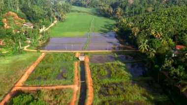 Sri Lanka adasındaki pirinç tarlaları, yukarıdan görüş, hava görüntüsü.