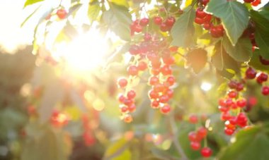 Olgun sulu kırmızı frenk üzümü yakından..