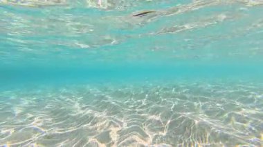 Mercanlar ve balıklarla Maldivler 'in güzel sualtı dünyası