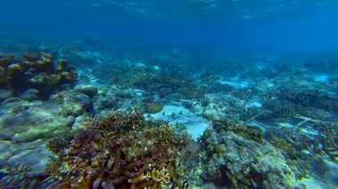 Mercanlar ve balıklarla Maldivler 'in güzel sualtı dünyası