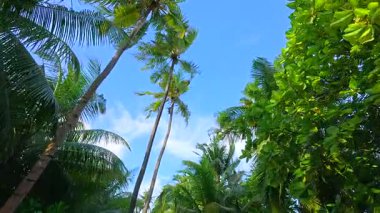 Maldivler, Fulhadhoo Adası 'nın güzel doğası.