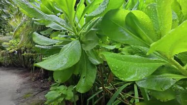Maldivler, Fulhadhoo Adası 'nın güzel doğası.