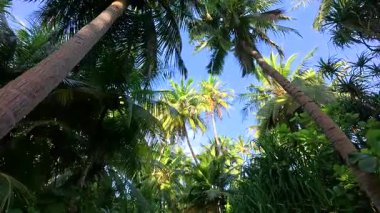Maldivler, Fulhadhoo Adası 'nın güzel doğası.