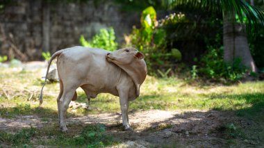 Hurma ağaçlarının gölgesinde, Asyalı bir inek.