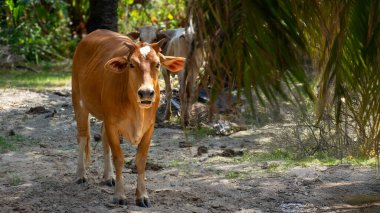 Hurma ağaçlarının gölgesinde, Asyalı bir inek.