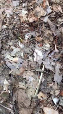 Sarı çizgili bir böcek, güneşli bir öğleden sonra kuru yapraklar ve dallar karışımı içinde orman zemininde gezinir. Doğa bu yaşam alanında canlı ve canlı..