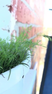 Dar bir tarlada yetişen yemyeşil bitkiler, kırsal tuğla bir duvara yaslanmış, kentsel bahçe yaratıcılığı sergiliyor..