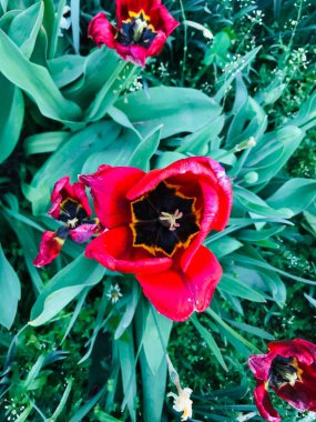 Yeşil yaprakların arasında koyu renkli merkezleri olan canlı kırmızı laleler.