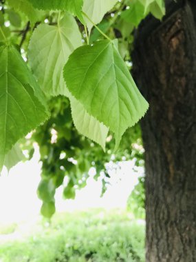 Ağaçtan sarkan yemyeşil yapraklar gün ışığında.