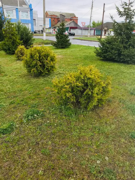 Çalılıklar yolun yakınındaki düzenli bir parkta düzenlenir..