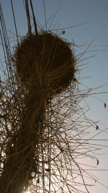 Bir kuş yuvası yüksek bir elektrik direğinin üzerinde duruyor, siluetli.